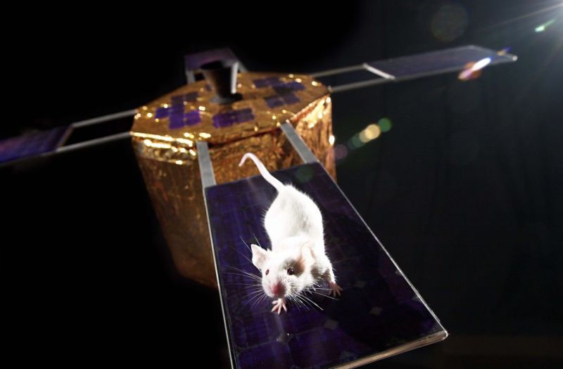 ‘Universo 25’: Aterrador experimento con ratones que describe como terminará nuestra civilización (Video)