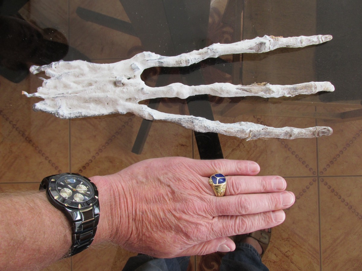 El Misterio de la sorprendente Mano momificada con tres dedos Descubierta en Perú