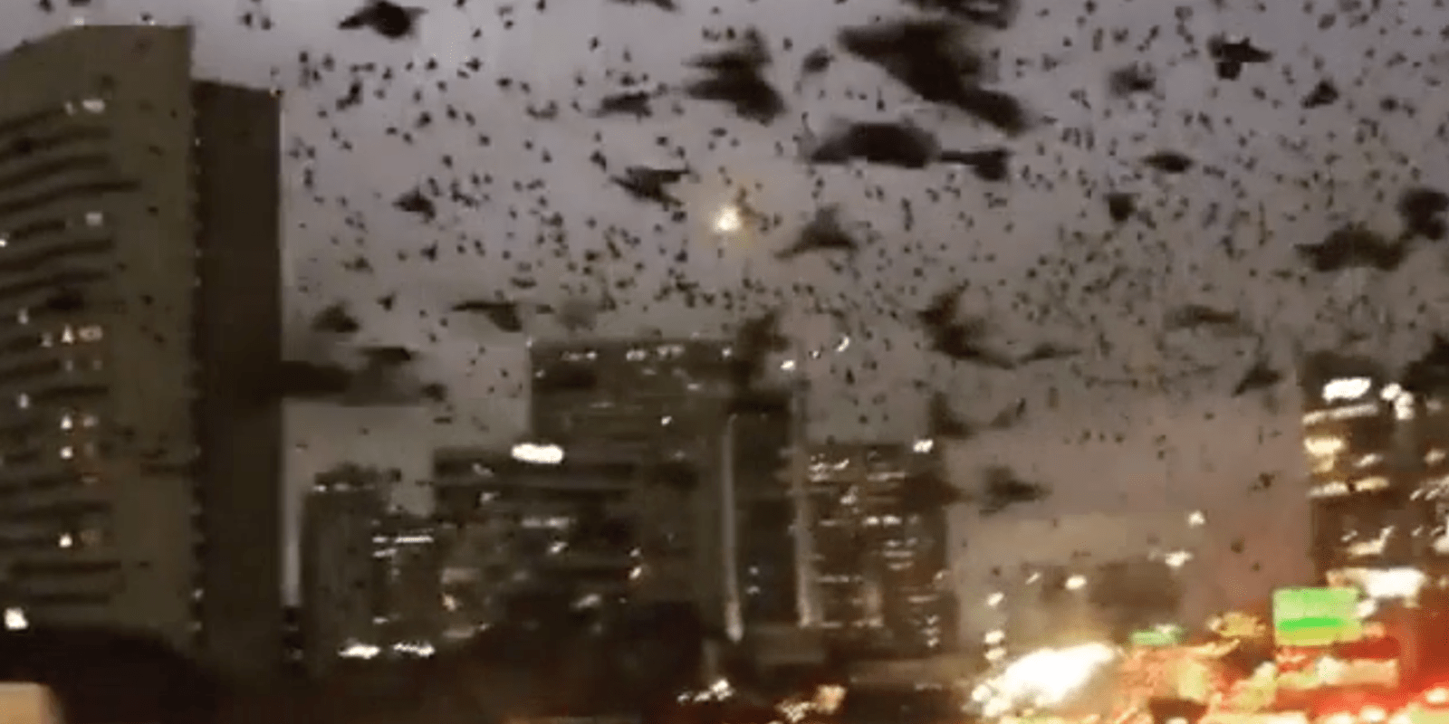 Video: Algo grave podría ocurrir en EE.UU, Miles de pájaros negros invaden Houston