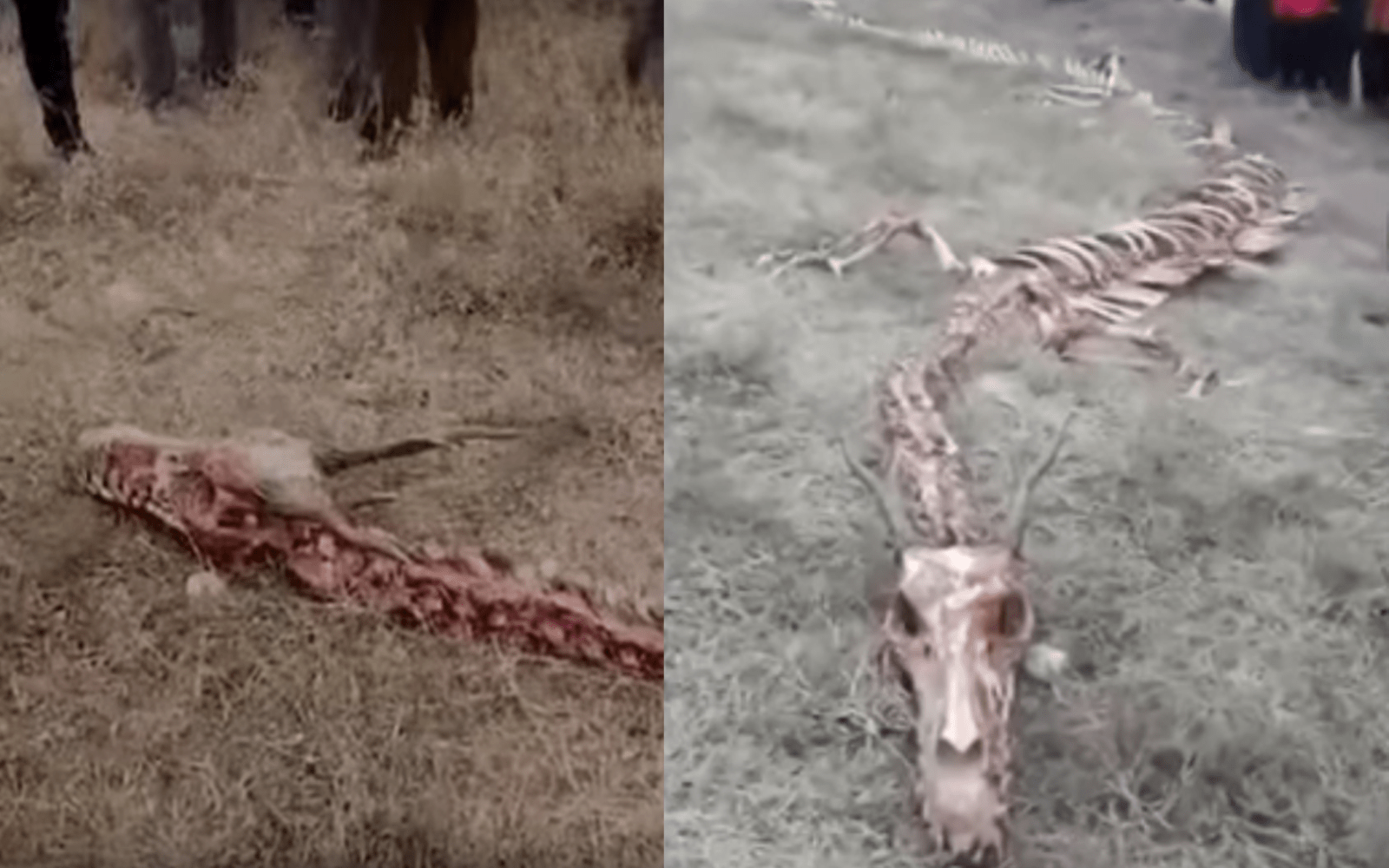 Video: ¿Descubierto un esqueleto de un «Dragón» de 18 metros en China?
