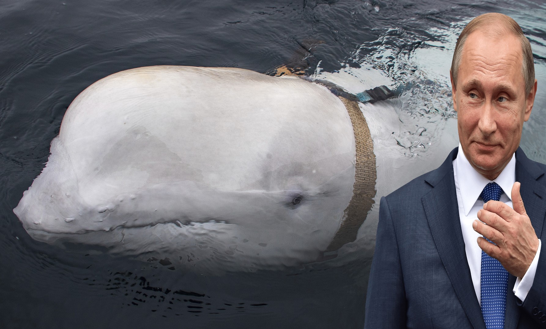Encuentran una ballena con arnés que podría ser un arma rusa (Video)