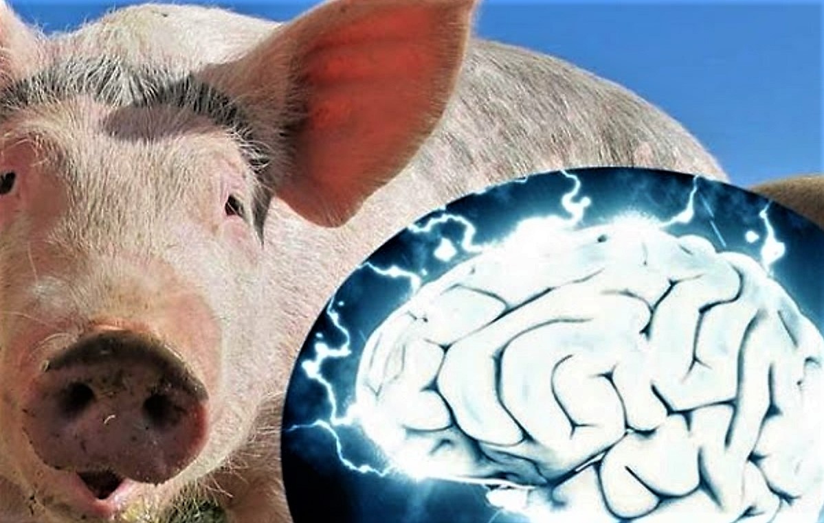 Polémica científica: Reviven el cerebro de un cerdo muerto (Video)