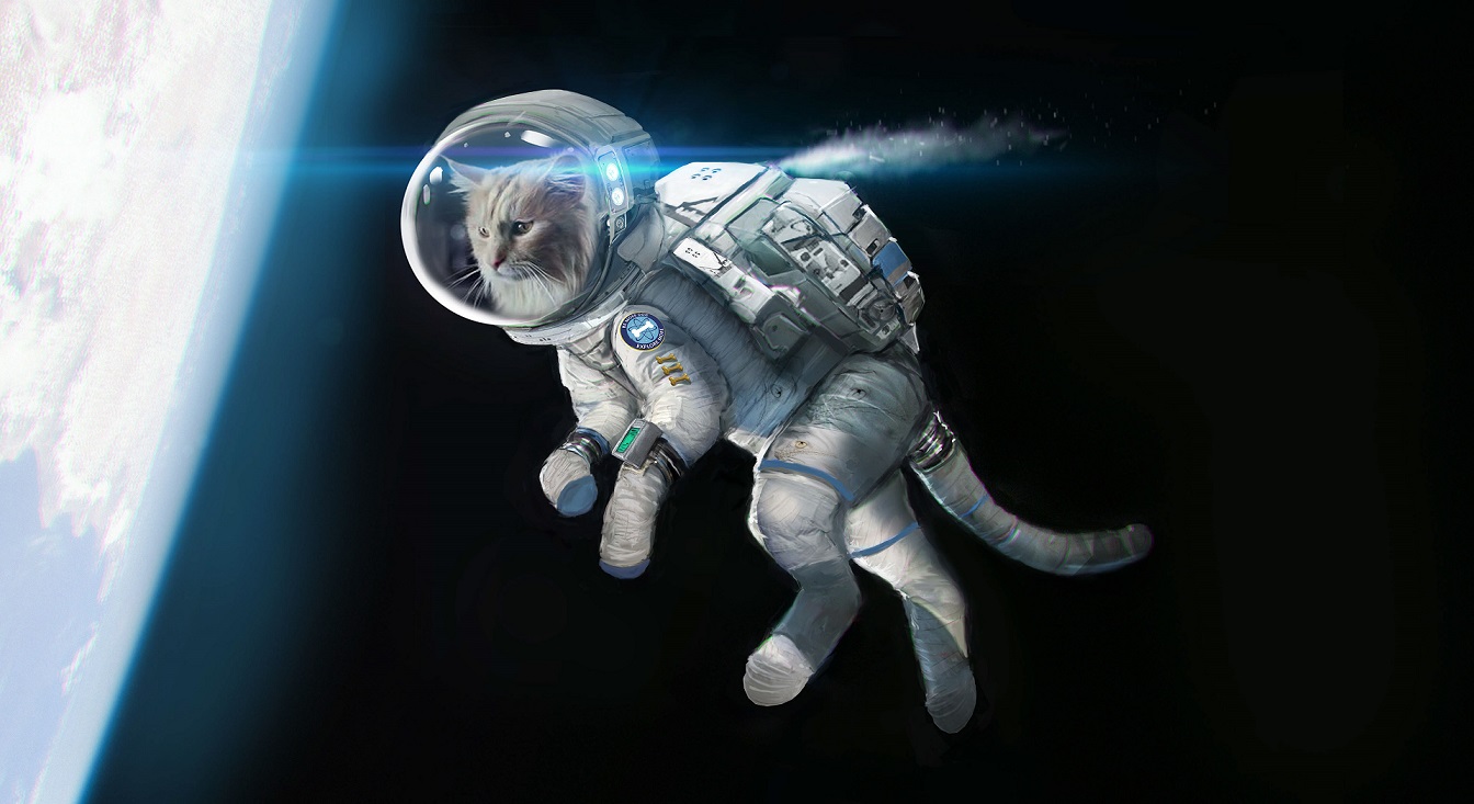 Pikachu: El gato que será «incinerado» en el espacio (Video)