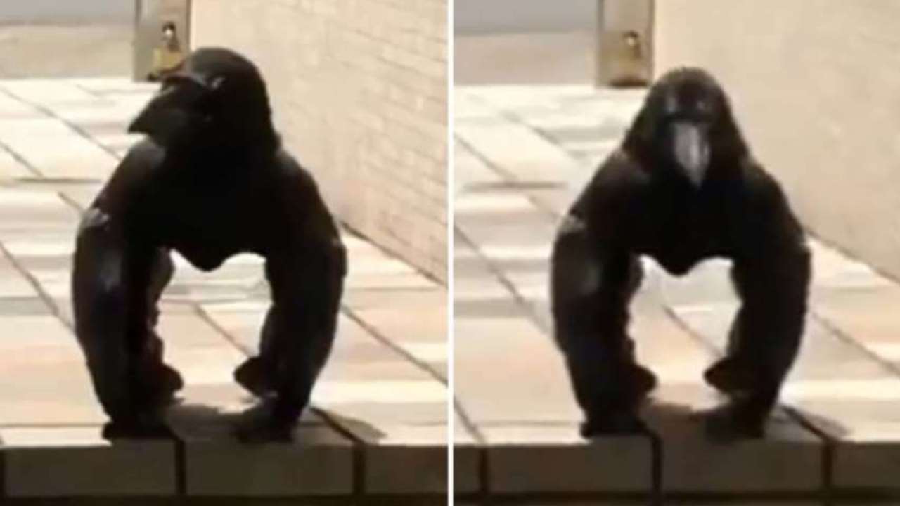 Un «Cuervo Gorila» causa pánico en Japón (Video)