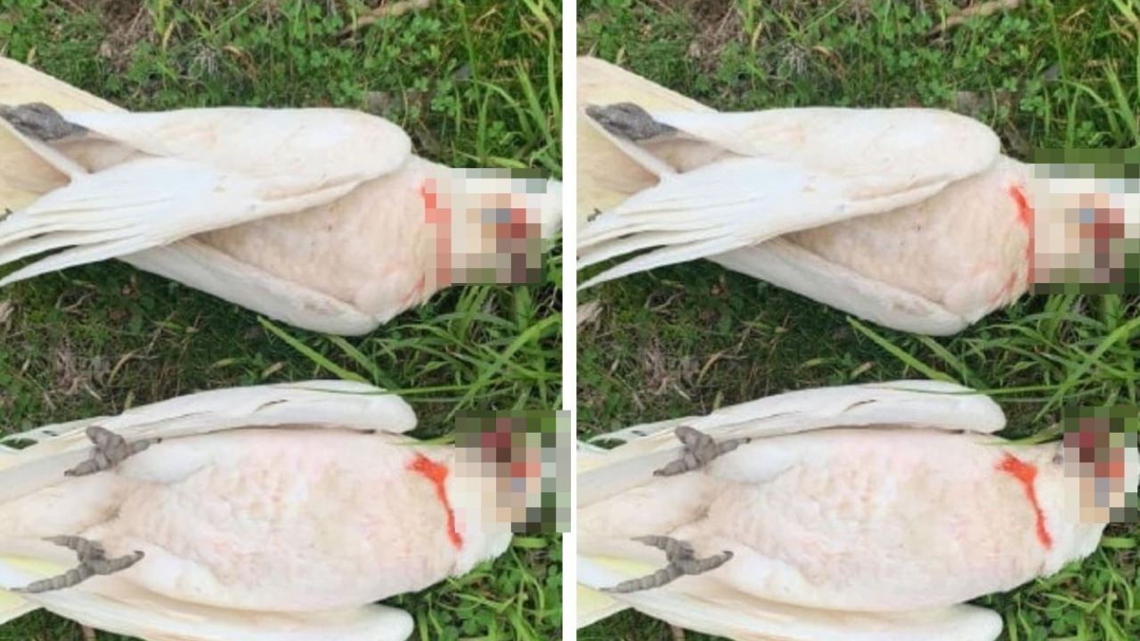 Llueven aves moribundas en Australia sin razón aparente (Video)