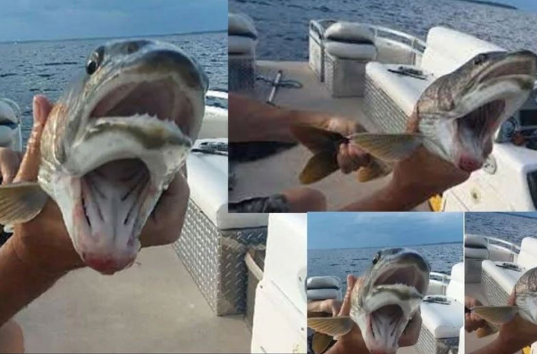 Misterioso pez con 2 bocas sorprende a todos en lago de Nueva York (Video)