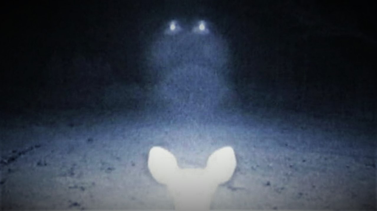 Un extraño OVNI es captado junto a un ciervo en EE.UU. (Video)