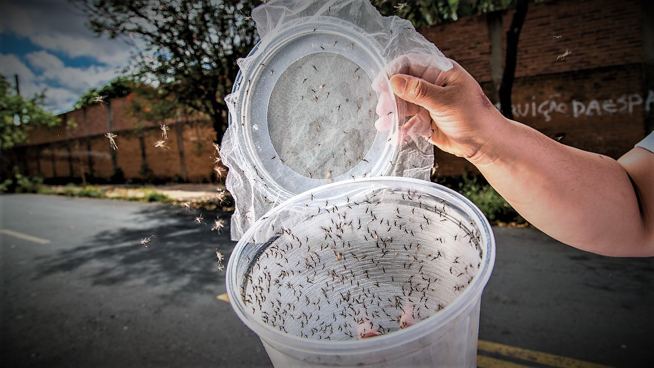 Crean especie de Super Mosquito tras experimento biológico fallido (Video)