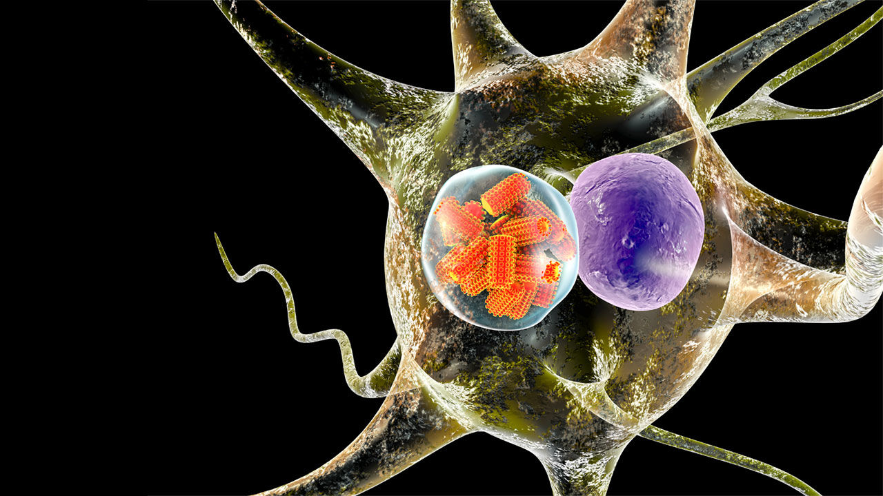 Científicos crean un virus «capaz» de destruir cualquier tipo de cáncer