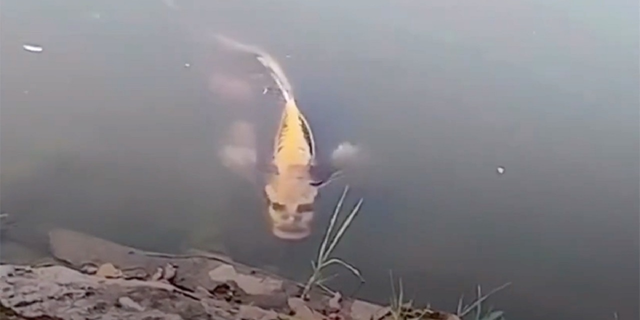 Publican en redes el vídeo de un extraño pez con cara humana (Video)