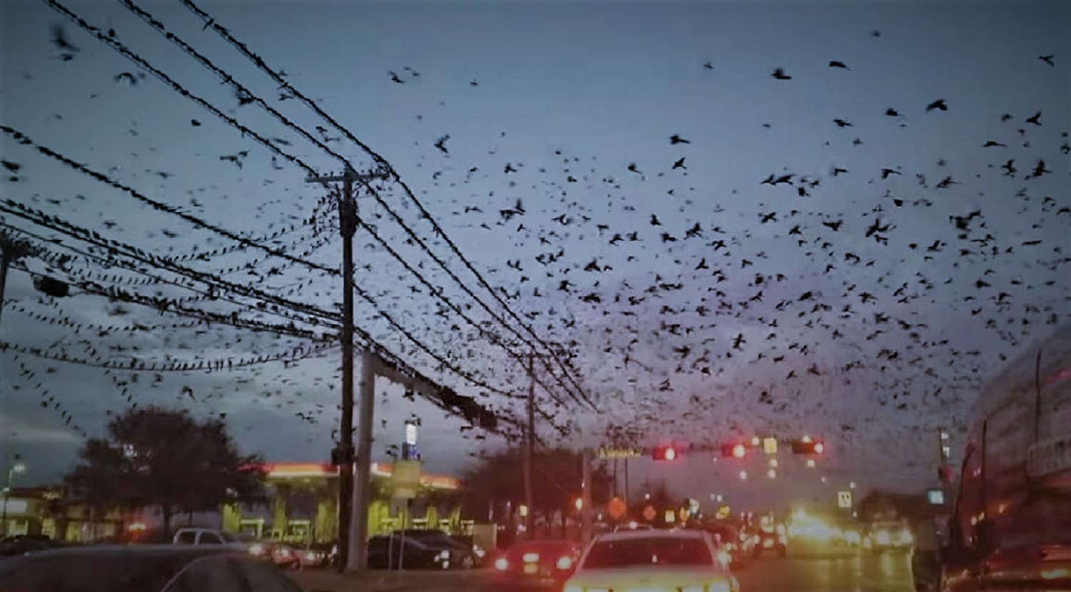 Se investiga la extraña muerte de miles de aves en todo el mundo (Video)