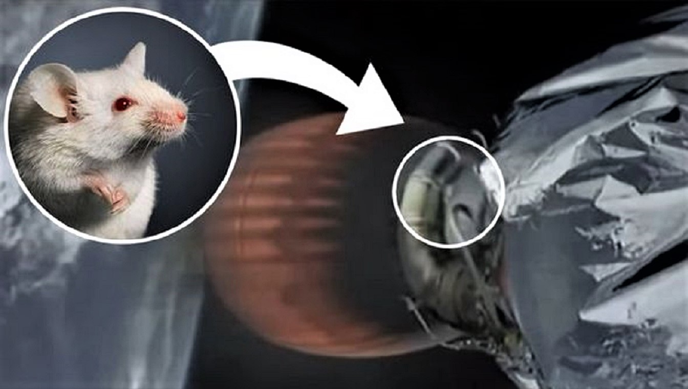 ¿Una rata se coló en el lanzamiento de SpaceX y no le pasó nada? (Video)