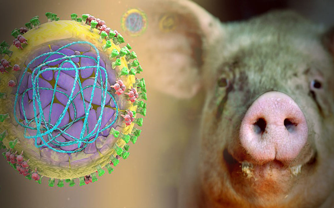 Una cepa de la gripe porcina podría generar una nueva pandemia (Video)