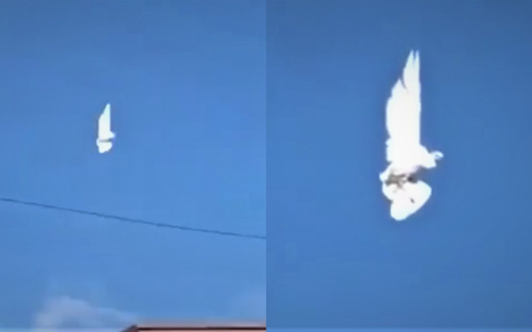 Un ave “suspendida en el aire” se vuelve viral en las redes (Video)