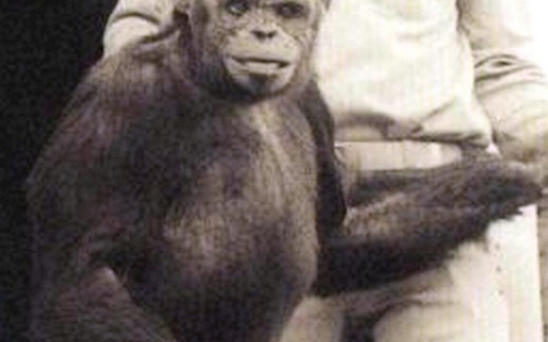 Humancé: la historia del «primer híbrido chimpancé y humano» (Video)