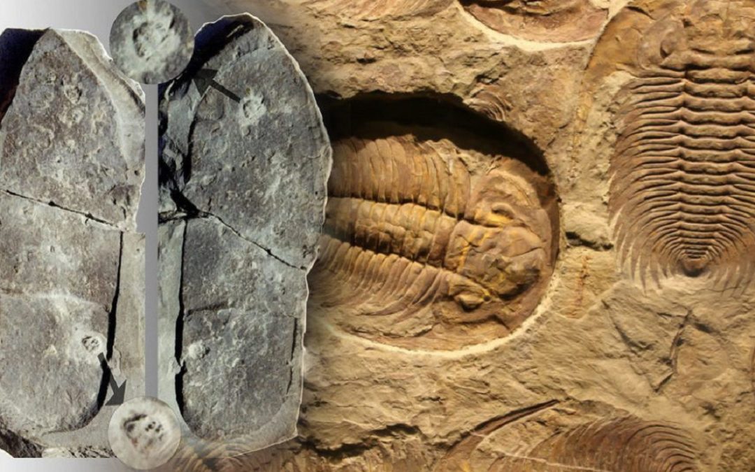 Una «huella de zapato de 200 millones de años» podría cambiar la historia