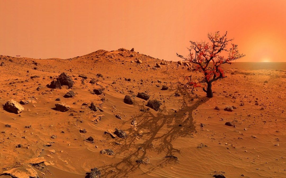 Los misteriosos «árboles» de Marte: «extrañas fotografías del planeta rojo»