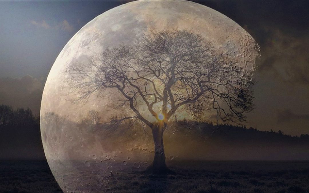 Científicos buscan los “árboles lunares” de las semillas que fueron al espacio