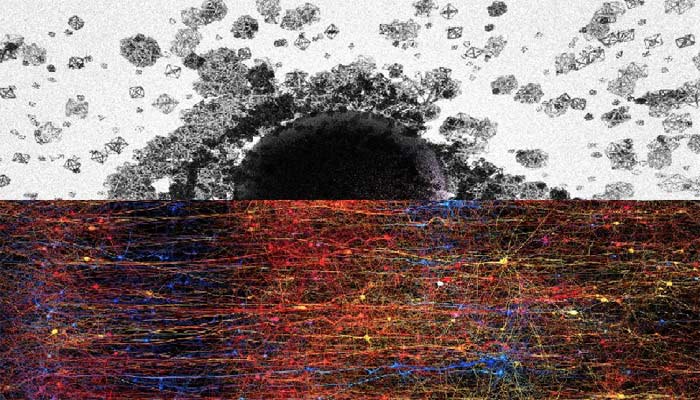 Los científicos revelan un universo multidimensional dentro del cerebro humano