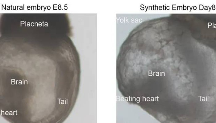 Embrión sintético: Científicos crearon al primero del mundo