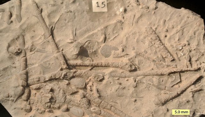 Un fósil revela secretos antediluvianos relacionandos a las pirámides y a la esfinge