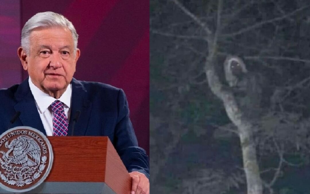 El presidente de México publica la foto de un elfo en un bosque